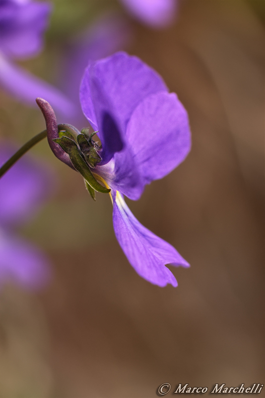 Viola bertolonii